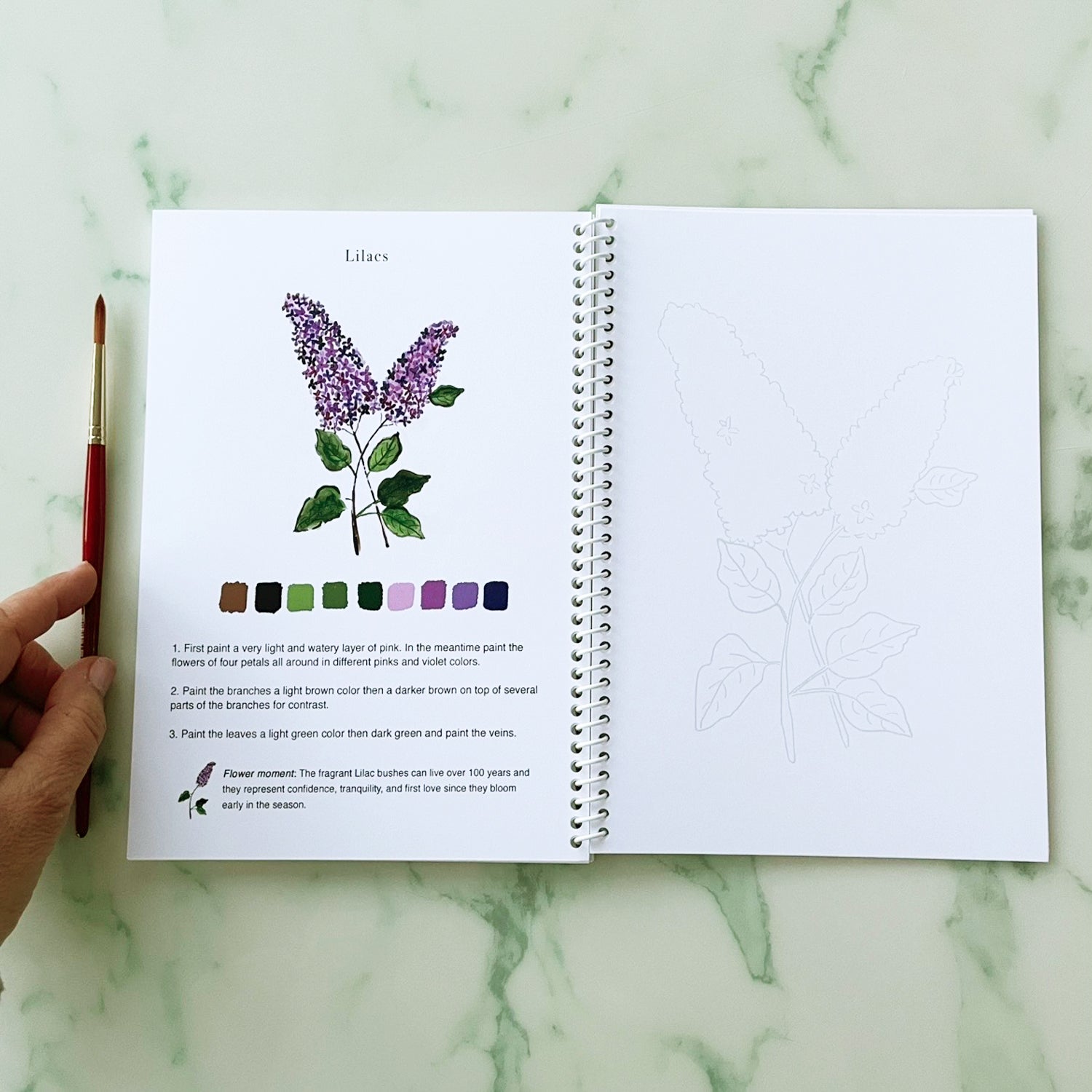 Watercolor Flowers for Beginners Workbook | 14 Beautiful Paintings Book by Ceci Mason